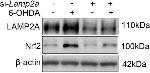 Mouse IgG (H+L) Highly Cross-Adsorbed Secondary Antibody in Western Blot (WB)