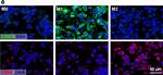 Rabbit IgG (H+L) Highly Cross-Adsorbed Secondary Antibody in Immunocytochemistry (ICC/IF)