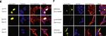 Rabbit IgG (H+L) Cross-Adsorbed Secondary Antibody in Immunocytochemistry (ICC/IF)