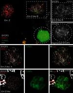 Rabbit IgG (H+L) Cross-Adsorbed Secondary Antibody in Immunocytochemistry (ICC/IF)