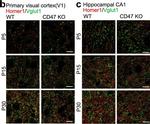 Guinea Pig IgG (H+L) Highly Cross-Adsorbed Secondary Antibody in Immunohistochemistry (PFA fixed) (IHC (PFA))