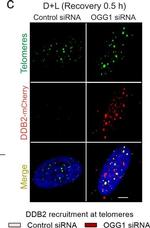 Rabbit IgG (H+L) Cross-Adsorbed Secondary Antibody in Immunocytochemistry (ICC/IF)