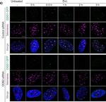 Rabbit IgG (H+L) Cross-Adsorbed Secondary Antibody in Immunocytochemistry (ICC/IF)