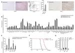 TNF alpha Antibody in Immunohistochemistry (IHC)