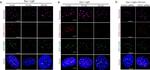 Rabbit IgG (H+L) Cross-Adsorbed Secondary Antibody in Immunocytochemistry (ICC/IF)