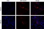 Rabbit IgG (H+L) Cross-Adsorbed Secondary Antibody in Immunohistochemistry (Frozen) (IHC (F))