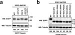 Rabbit IgG (H+L) Cross-Adsorbed Secondary Antibody in Western Blot (WB)