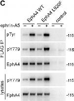 Mouse IgG (H+L) Highly Cross-Adsorbed Secondary Antibody in Western Blot (WB)