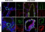 Mouse IgG (H+L) Highly Cross-Adsorbed Secondary Antibody in Immunohistochemistry (Frozen) (IHC (F))