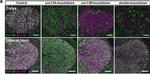 Guinea Pig IgG (H+L) Highly Cross-Adsorbed Secondary Antibody in Immunohistochemistry (PFA fixed) (IHC (PFA))