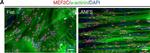 Mouse IgG (H+L) Highly Cross-Adsorbed Secondary Antibody in Immunocytochemistry (ICC/IF)