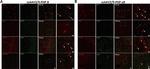 Mouse IgG (H+L) Highly Cross-Adsorbed Secondary Antibody in Immunohistochemistry (IHC)