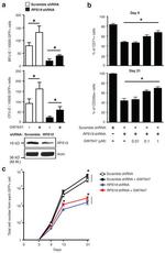 CD71 (Transferrin Receptor) Antibody in Flow Cytometry (Flow)