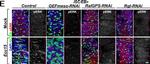 Rabbit IgG (H+L) Highly Cross-Adsorbed Secondary Antibody in Immunohistochemistry (PFA fixed) (IHC (PFA))