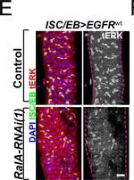 Rabbit IgG (H+L) Highly Cross-Adsorbed Secondary Antibody in Immunocytochemistry (ICC/IF)