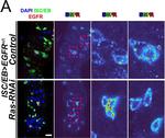 Chicken IgY (H+L) Secondary Antibody in Immunocytochemistry (ICC/IF)