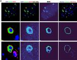 Chicken IgY (H+L) Secondary Antibody in Immunocytochemistry (ICC/IF)