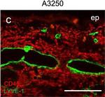 Rabbit IgG (H+L) Highly Cross-Adsorbed Secondary Antibody in Immunohistochemistry (Frozen) (IHC (F))