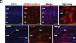 Mouse IgG (H+L) Highly Cross-Adsorbed Secondary Antibody in Immunohistochemistry (PFA fixed) (IHC (PFA))