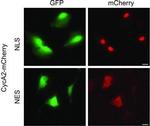 Chicken IgY (H+L) Secondary Antibody in Immunocytochemistry (ICC/IF)