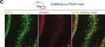 Chicken IgY (H+L) Secondary Antibody in Immunohistochemistry (Frozen) (IHC (F))