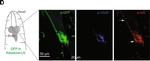 Chicken IgY (H+L) Secondary Antibody in Immunohistochemistry (IHC)