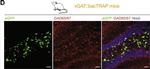 Chicken IgY (H+L) Secondary Antibody in Immunohistochemistry (Frozen) (IHC (F))