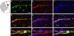 Goat IgG (H+L) Cross-Adsorbed Secondary Antibody in Immunohistochemistry (Paraffin) (IHC (P))