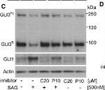 Mouse IgG (H+L) Highly Cross-Adsorbed Secondary Antibody in Western Blot (WB)