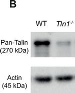 Rabbit IgG (H+L) Highly Cross-Adsorbed Secondary Antibody in Western Blot (WB)