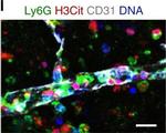 Goat IgG (H+L) Cross-Adsorbed Secondary Antibody in Immunohistochemistry (Frozen) (IHC (F))