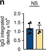 Mouse IgG (H+L) Highly Cross-Adsorbed Secondary Antibody in Immunohistochemistry (Frozen) (IHC (F))