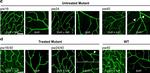 Rabbit IgG (H+L) Cross-Adsorbed Secondary Antibody in Immunohistochemistry (PFA fixed) (IHC (PFA))