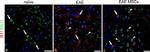 Rabbit IgG (H+L) Cross-Adsorbed Secondary Antibody in Immunohistochemistry (IHC)