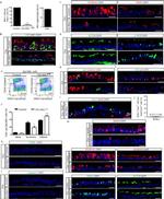 CD326 (EpCAM) Antibody in Flow Cytometry (Flow)