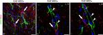 Rabbit IgG (H+L) Cross-Adsorbed Secondary Antibody in Immunohistochemistry (IHC)