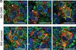 Mouse IgG (H+L) Highly Cross-Adsorbed Secondary Antibody in Immunohistochemistry (Paraffin) (IHC (P))