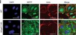 Rabbit IgG (H+L) Highly Cross-Adsorbed Secondary Antibody in Immunohistochemistry (Paraffin) (IHC (P))