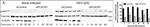 Goat IgG (H+L) Cross-Adsorbed Secondary Antibody in Western Blot (WB)