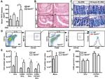 CD326 (EpCAM) Antibody in Flow Cytometry (Flow)