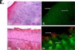 Mouse IgG1 Cross-Adsorbed Secondary Antibody in Immunohistochemistry (Paraffin) (IHC (P))