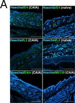 Mouse IgG1 Cross-Adsorbed Secondary Antibody in Immunohistochemistry (Paraffin) (IHC (P))