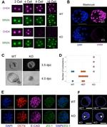 ZO-1 Antibody in Immunohistochemistry, Immunohistochemistry (PFA fixed) (IHC, IHC (PFA))