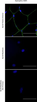 Mouse IgG (H+L) Cross-Adsorbed Secondary Antibody in Immunocytochemistry (ICC/IF)