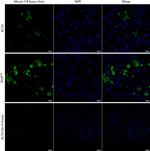 Mouse IgG (H+L) Cross-Adsorbed Secondary Antibody in Immunocytochemistry (ICC/IF)