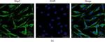 Mouse IgG (H+L) Highly Cross-Adsorbed Secondary Antibody in Immunocytochemistry (ICC/IF)