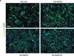 Mouse IgG (H+L) Highly Cross-Adsorbed Secondary Antibody in Immunocytochemistry (ICC/IF)