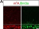 Rabbit IgG (H+L) Highly Cross-Adsorbed Secondary Antibody in Immunohistochemistry (PFA fixed) (IHC (PFA))