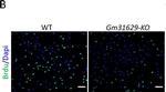 Mouse IgG (H+L) Highly Cross-Adsorbed Secondary Antibody in Immunocytochemistry (ICC/IF)