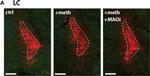 Rabbit IgG (H+L) Highly Cross-Adsorbed Secondary Antibody in Immunohistochemistry (IHC)